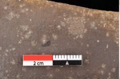 Foto (Detailsansicht) von Quercus palaeoilex Ettingshausen (NHMW-GEO-2024-0188-0783)